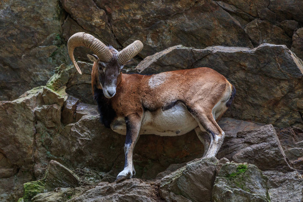 the mouflon (Ovis musimon). Parc de Merlet, France - 写真・画像