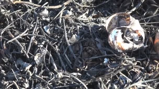 Macro view of scorched and dead earth in meadow, wild fire killed insects, snails leaving only charred black shells - Footage, Video