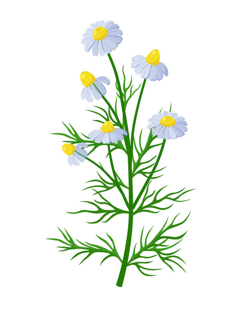 Kamilla gyógyító virág vektor orvosi illusztráció elszigetelt fehér alapon lapos design, infografikai elemek, kamilla gyógynövény ikon. - Vektor, kép