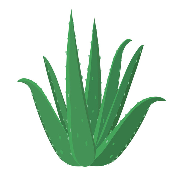 Aloe Vera θεραπευτικό λουλούδι διάνυσμα ιατρική απεικόνιση απομονώνονται σε λευκό φόντο σε επίπεδη σχεδίαση, infographic στοιχεία, Aloe Vera βότανο εικονίδιο. - Διάνυσμα, εικόνα