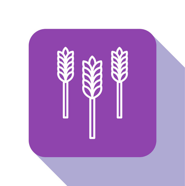 Біла лінія Зернові набори з рисом, пшеницею, кукурудзою, вівсом, житом, ячменем ізольовані на білому тлі. Вуха символів пшеничного хліба. Фіолетова квадратна кнопка. Векторна ілюстрація
 - Вектор, зображення