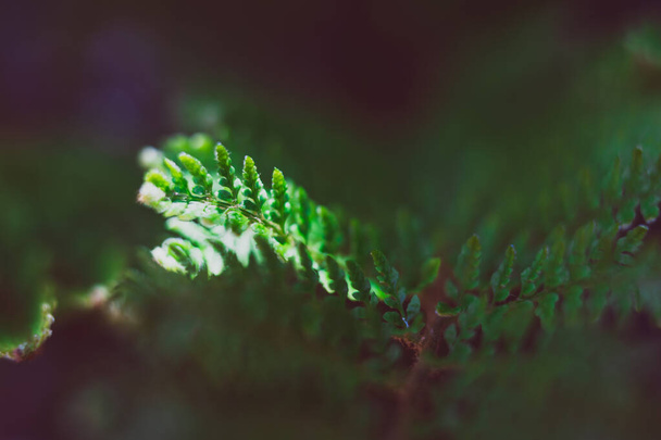 close-up of fern lead with green bokeh shot under harsh sunlight - Фото, зображення