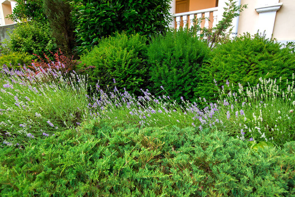 клумба с зелеными кустами и цветущей лавандой в саду с озеленением крупным пластом растений
. - Фото, изображение