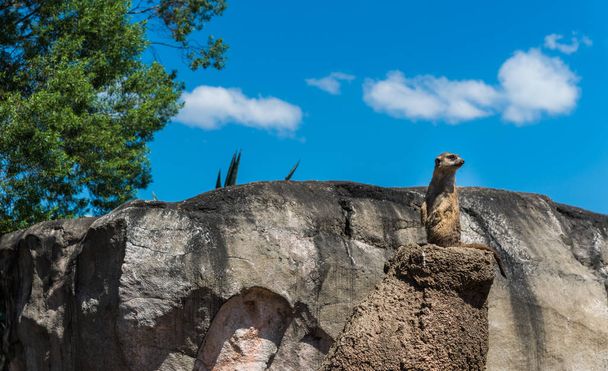 Meerkat suricate luonnonvaraisten eläinten etsivät sivuttain sen luonnollisessa ympäristössä
. - Valokuva, kuva