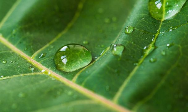 Macro photography of water drops on green leaf. Ecology and environment concept. - Photo, Image
