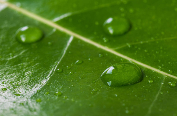Macro photographie de gouttes d'eau sur feuille verte. Concept écologie et environnement
. - Photo, image