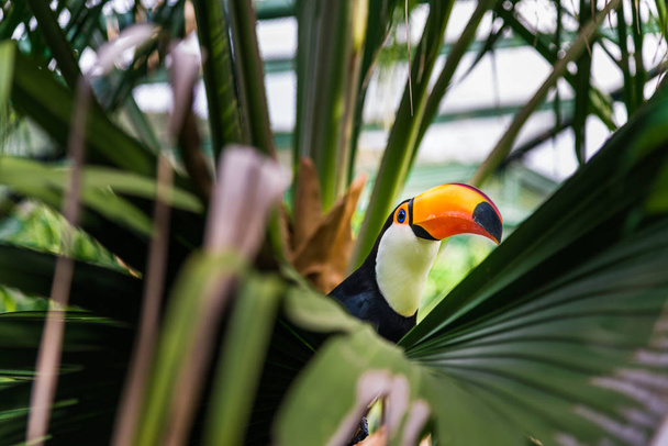 Uccello tropicale tucano in ambiente naturale selvatico nella giungla della foresta pluviale
. - Foto, immagini