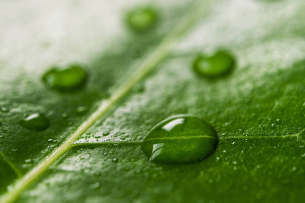 Macro photography of water drops on green leaf. Ecology and environment concept. - Photo, Image
