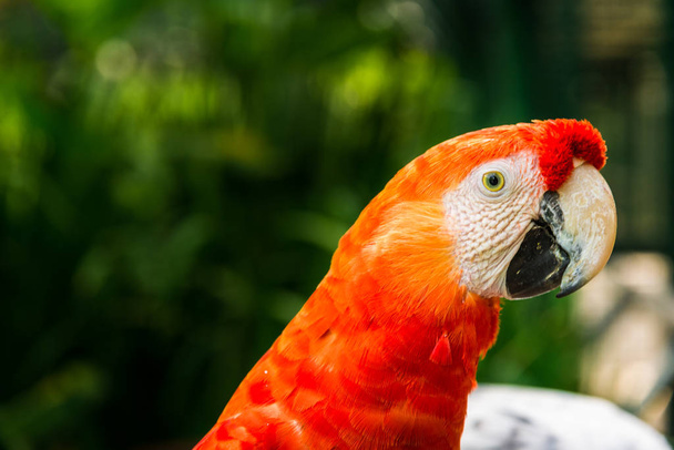Крупный план красочного попугая ара в джунглях в солнечный день
. - Фото, изображение