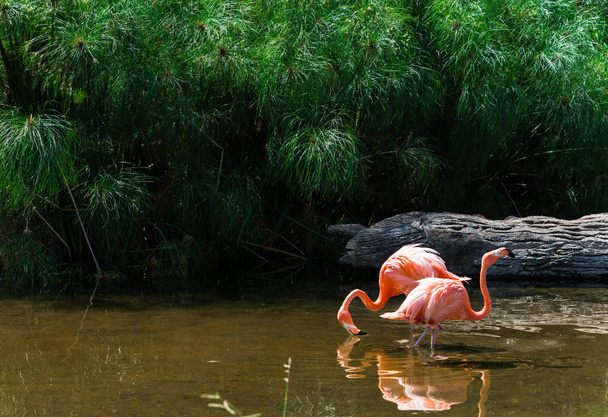 Close up of a flamingo exotic tropical rare bird in its natural environment. - Zdjęcie, obraz