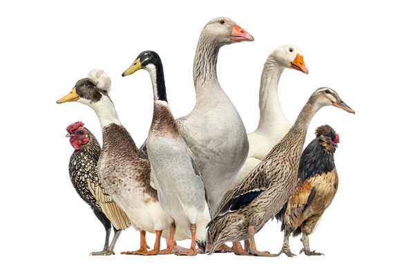 Grupo de Patos, Gansos y Pollos, aislados en blanco
 - Foto, imagen