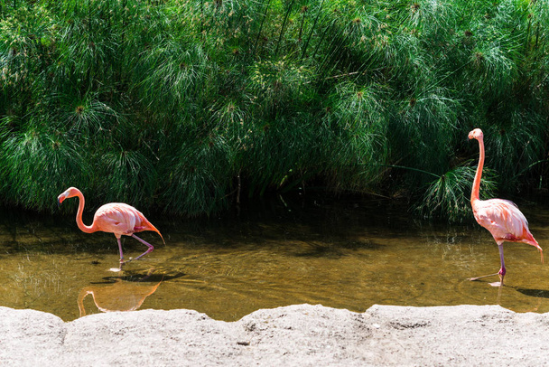 Close up of a flamingo exotic tropical rare bird in its natural environment. - Фото, изображение
