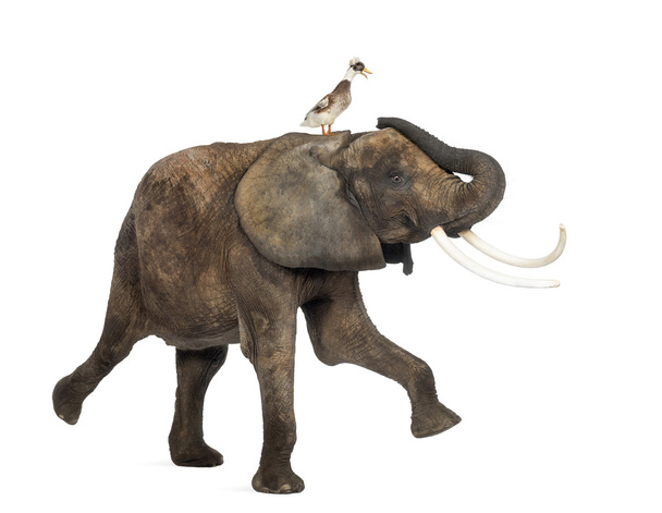 Vista lateral de un elefante africano actuando con un pato de cresta en la espalda, aislado en blanco
 - Foto, Imagen