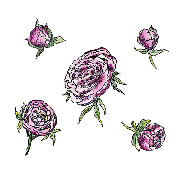 watercolor clipart lilac peonies with outlined buds  - Photo, Image