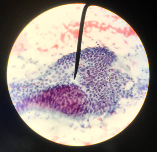 Cellules dans la cytologie et l'histologie de la reproduction féminine concept
. - Photo, image