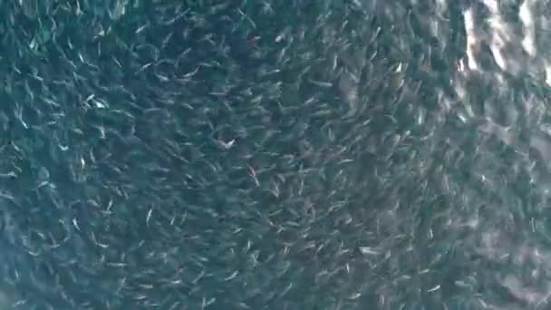 Close-up of fish farm floating pool cages - Кадри, відео