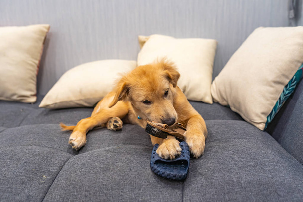 Naughty golden retriever puppy biting shoes at living room - Foto, Imagen