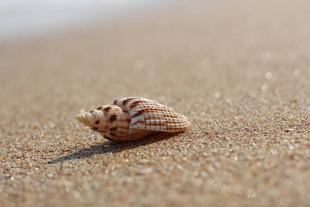 Sea striped seashell on a sandy clean smooth beach on a Sunny day - Zdjęcie, obraz