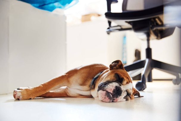 Bulldog Puppy Lying On Bed Next To Desk In Office Whilst Owner Works - Photo, Image