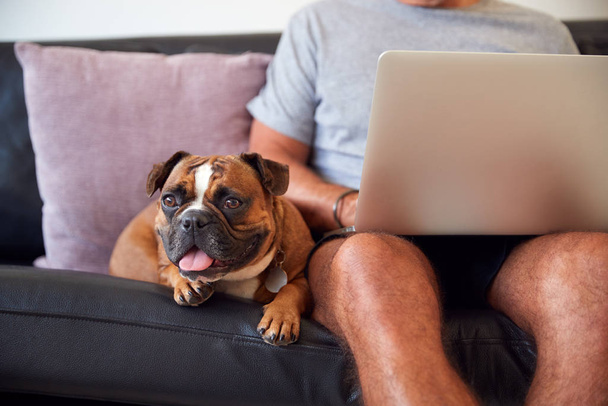 Bulldoggen-Welpe sitzt mit Herrchen auf Sofa, während er am Laptop arbeitet - Foto, Bild