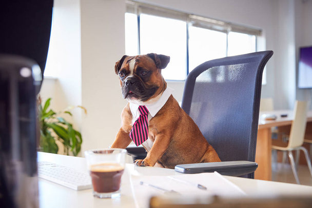 Bulldog Puppy Dressed As Businessman Sitting At Desk Looking At Computer - Photo, Image