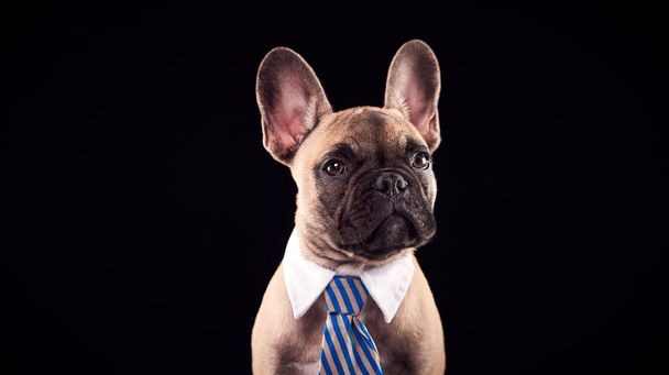 Studio Portrait Of French Bulldog Puppy Wearing Collar And Tie Against Black Background - Fotoğraf, Görsel