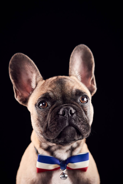 Studio Portrait Of French Bulldog Puppy Wearing Bow Tie And Collar Against Black Background - 写真・画像