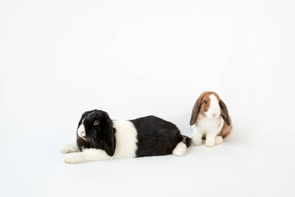 Studio Portrait Of Two Miniature Black And White Flop Eared Rabbits On White Background - Foto, Bild