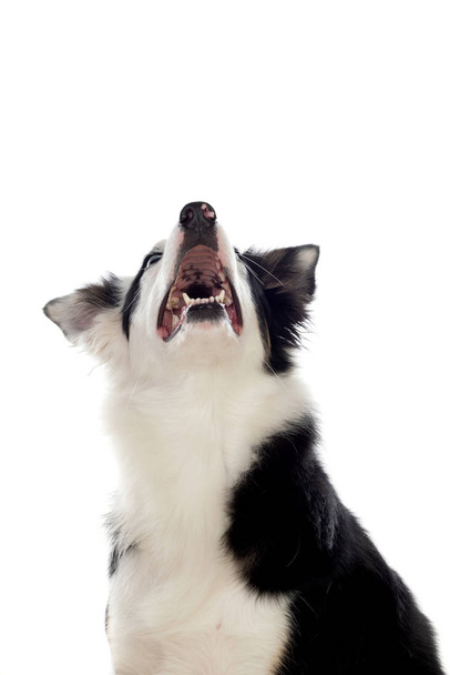 Piękny czarno-biały Border Collie pies z oczami o różnych kolorach - Zdjęcie, obraz