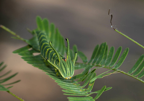 Common Nawab Caterpillar, Thane, Maharashtra, India - Фото, зображення