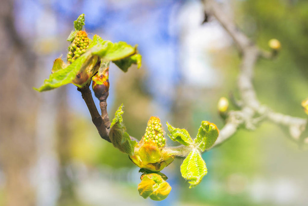 Spring bud of buckeye, horse chestnut. Composition of nature. Spring Awakening Concept - Photo, Image
