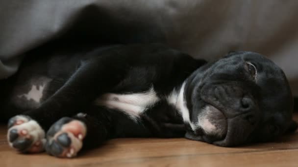 Sleeping puppy of English Staffordshire Bull Terrier - Video, Çekim