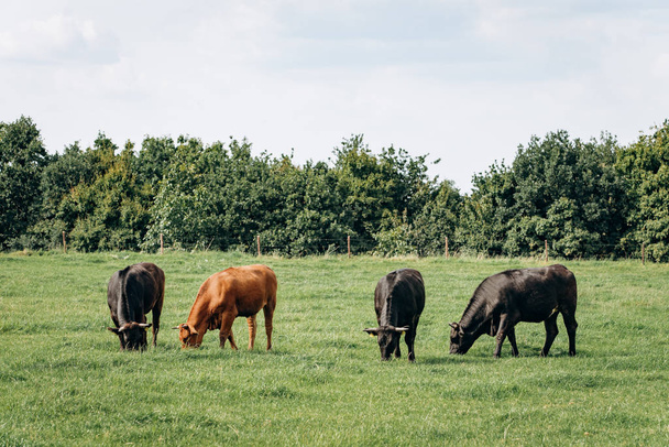 Dairy cows grazing in the meadow. Cows graze on the green grass. - Φωτογραφία, εικόνα