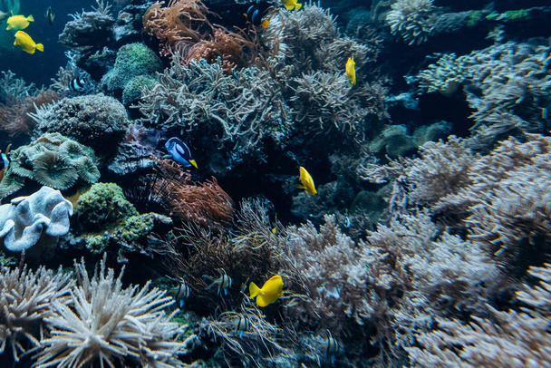 Colorful underwater offshore rocky reef with coral and sponges and small tropical fish swimming by in a blue ocean - Photo, Image