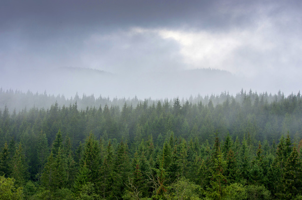 Foggy summer morning in the mountains. Carpathian, Ukraine, - Foto, Imagen
