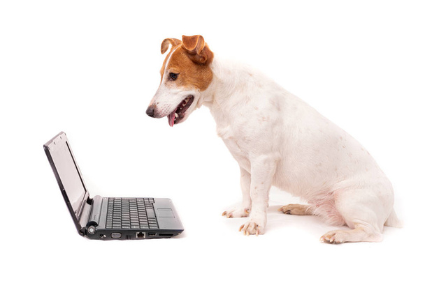 jack russell dog using a computer and browsing the internet - Фото, изображение