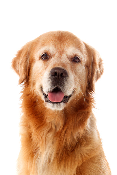 Красива порода собак Золотий ретривер в ізольованій студії на білому тлі
 - Фото, зображення