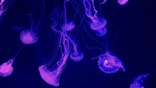 Цветные медузы в аквариуме
 - Фото, изображение