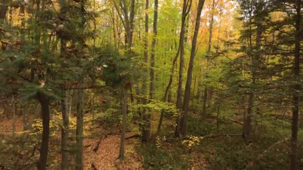 Drone luchtschot stijgt tussen pijnbomen in gemengd bos van Noord-Amerika - Video