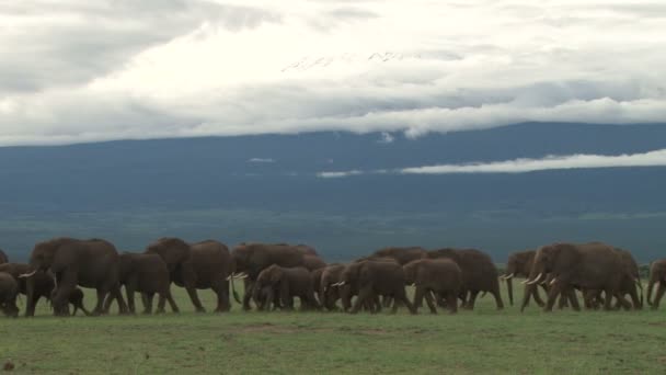 elephants family passing across the camera with snow on mount Kilimanjaro - Footage, Video