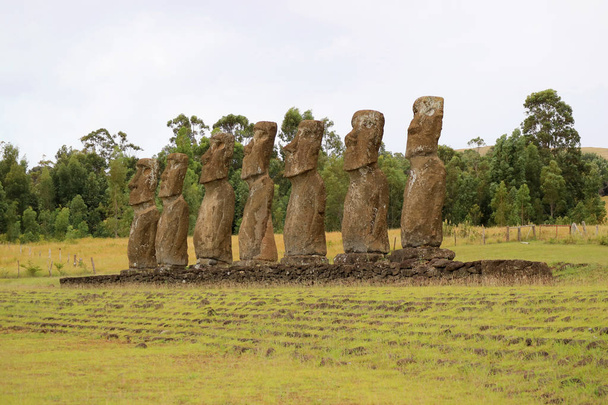 Ahu Akivi, seremoniallinen foorumi, jonka ryhmä Moai patsaat Katse ulos Tyynellemerelle, Pääsiäissaari, Chile, Etelä-Amerikka
 - Valokuva, kuva