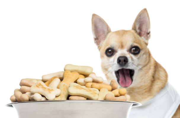 κοντινό πλάνο ενός Chihuahua λαχάνιασμα, στέκεται πίσω από μια πλήρη σκυλί β - Φωτογραφία, εικόνα