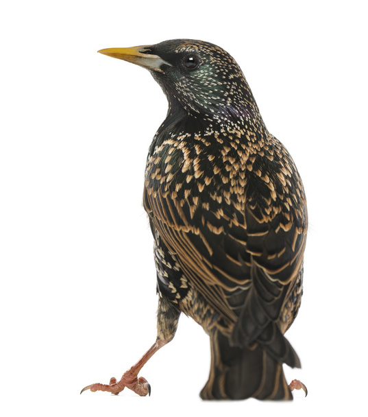 Rear view of a Common Starling, Sturnus vulgaris, isolated on wh - Foto, Imagem