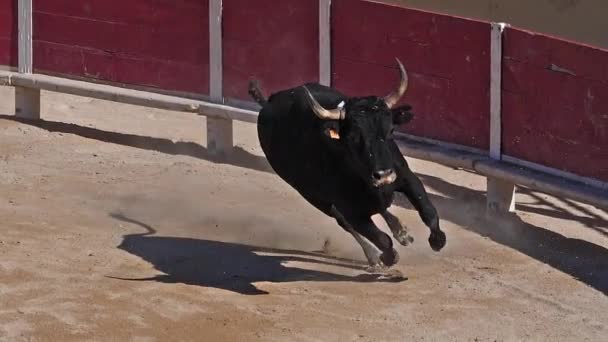 Bull during a Camargaise race - вид спорту, в якому учасники намагаються впіймати атрибути, прикріплені до лоба, а також роги бика на ім'я кокардит Les Saintes Maries de la Mer in the Camargg, South East of France, Slow Motion - Кадри, відео