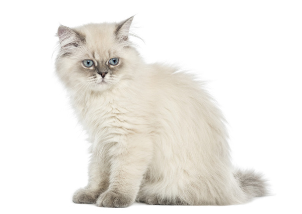 Vista laterale di un gattino britannico Longhair seduto, 5 mesi, è
 - Foto, immagini