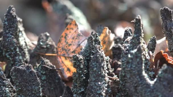 Blaues Moos bedeckt die Überreste eines morschen Baumstumpfes. Makropflanzen in der Tierwelt - Filmmaterial, Video