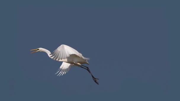 Wielki biały żal, egretta alba, dorosły w locie, jezioro Baringo w Kenii, zwolnione tempo - Materiał filmowy, wideo