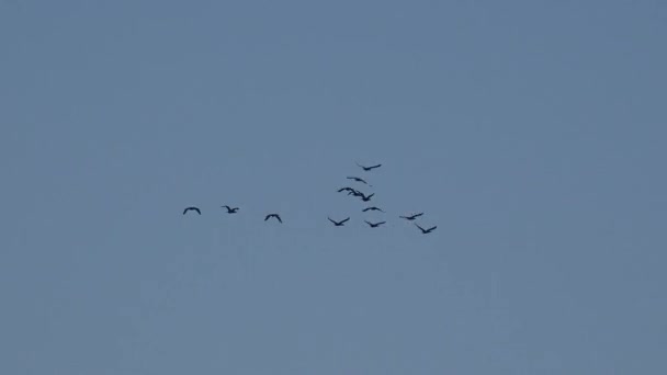 Ptáci létají v hejnech nad mořskou vodou, brzy ráno, stěhovaví ptáci - Záběry, video