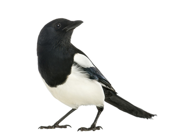 Common Magpie looking up, Pica pica, isolated on white - Photo, Image