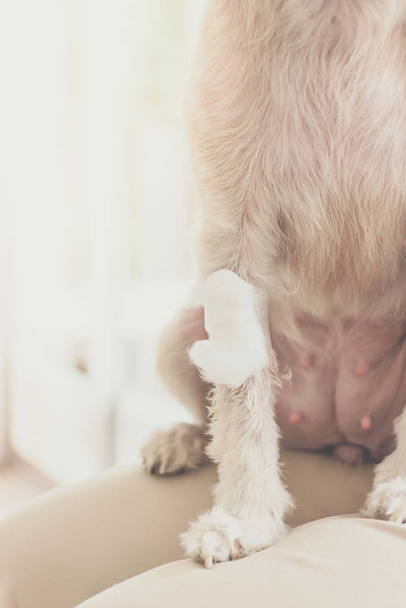 Собака зламана нога з пов'язкою у ветеринарній клініці
 - Фото, зображення